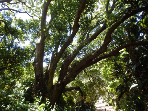 Kirstenbosch National Botanical Garden.